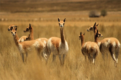 The Men's Fashion Cluster presented the vicuna fabric at MRKET