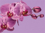 Color of 2014: Radiant Orchid
