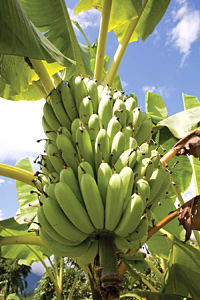 Bananas - one useful creation of nature